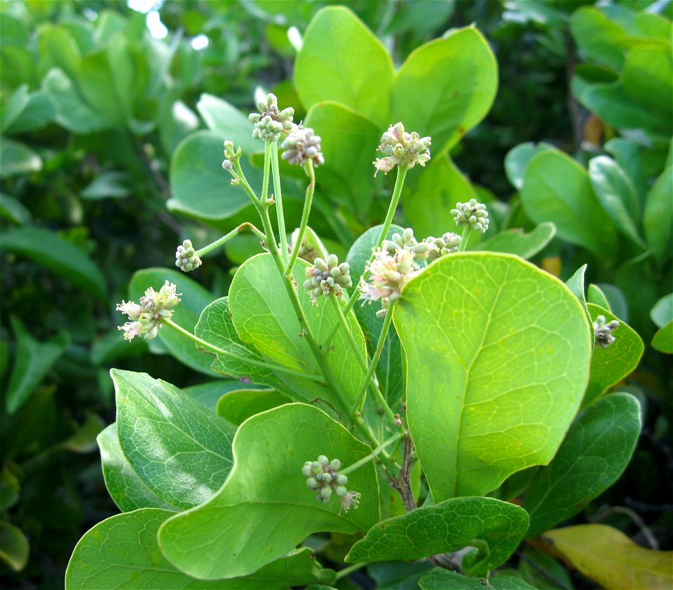 Pithecellobium keyense, Bahia Honda Key, Florida.