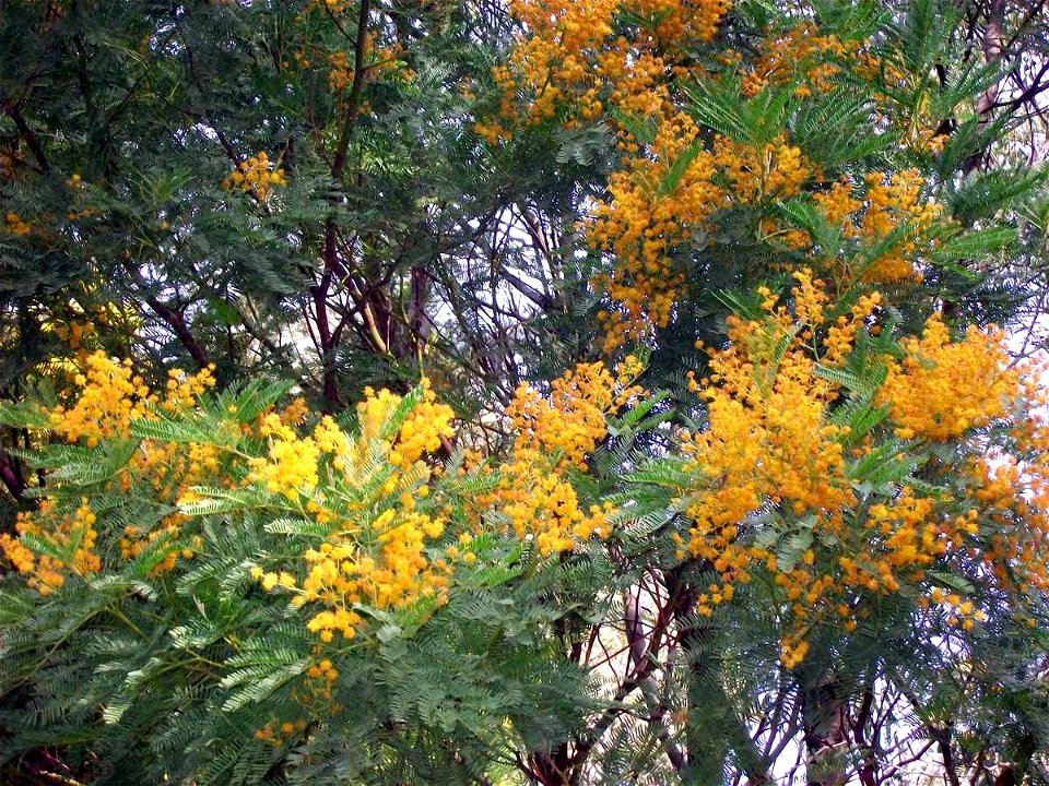 Acacia blayana at Eurobodalla Botanic Gardens, Batemans Bay, Australia