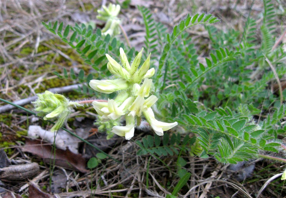 Astragalus tennesseensis. Cedar glade at Cedars of Lebanon State Park, Wilson County, Tennessee
