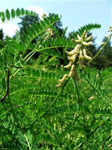 Astragalus falcatus