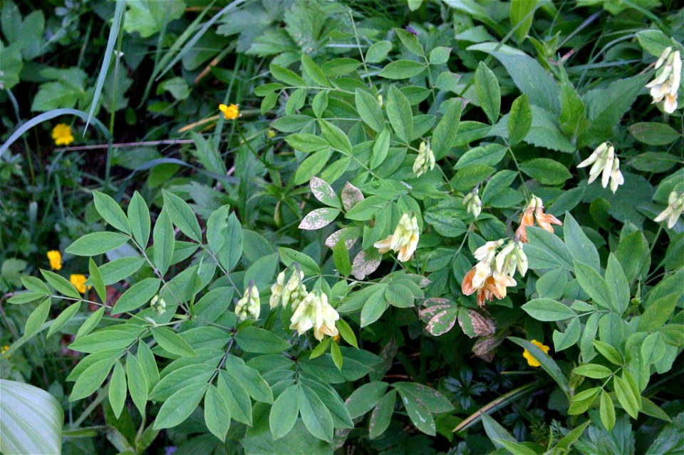 Lathyrus laevigatus