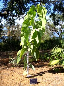 Elephant Ear Wattle (Acacia dunnii) in Kings Park, Perth, Australia, including label on ground.
