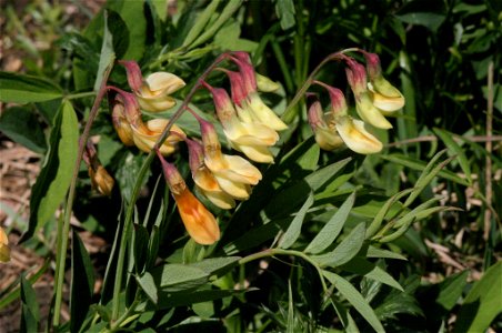 Lathyrus laevigatus