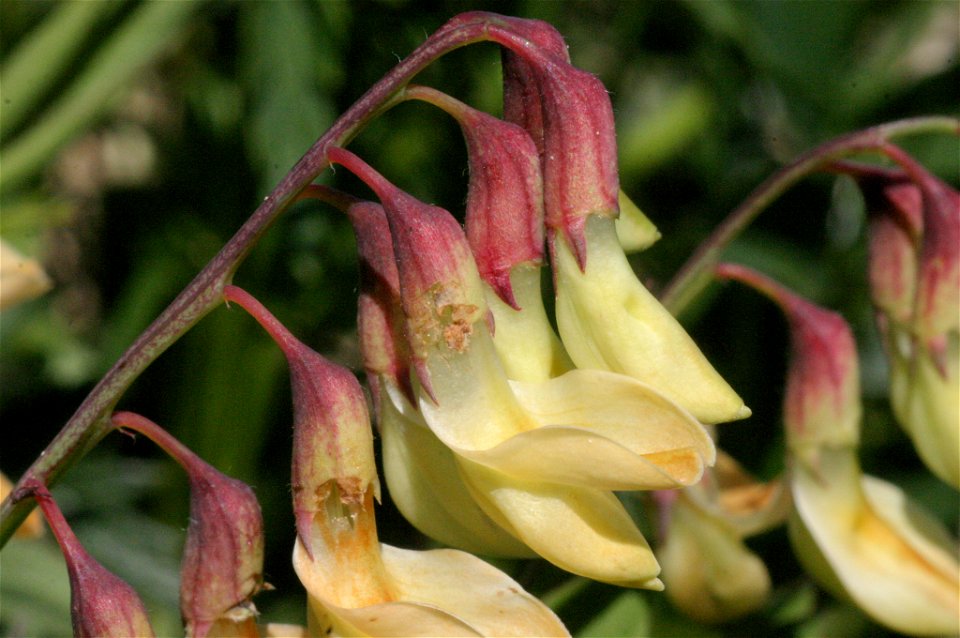 Lathyrus laevigatus