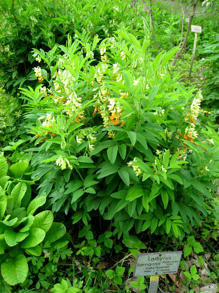 Lathyrus laevigatus specimen, in the Botanischer Garten, Berlin-Dahlem (Berlin Botanical Garden), Berlin, Germany.