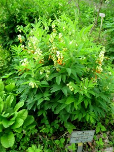 Lathyrus laevigatus specimen, in the Botanischer Garten, Berlin-Dahlem (Berlin Botanical Garden), Berlin, Germany.