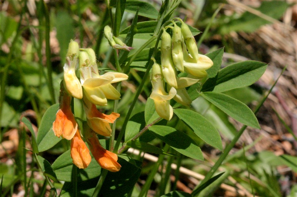 Lathyrus laevigatus
