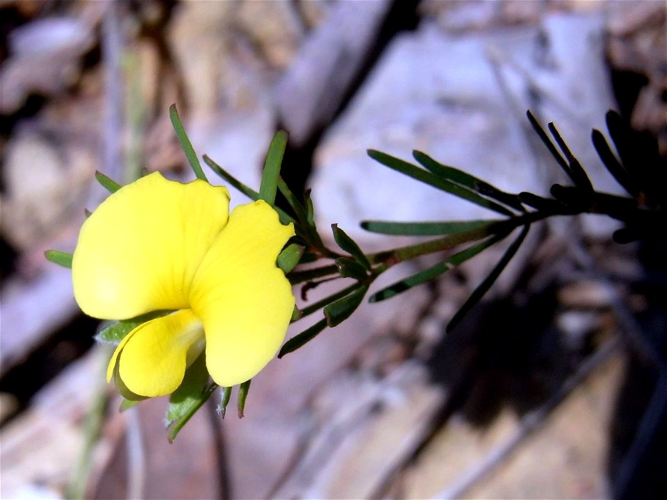 possibly Gompholobium glabratum. Soldiers Point track, Ku-ring-gai Chase National Park, Australia