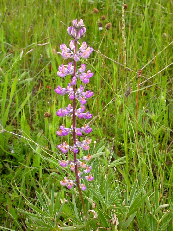 Image title: Threatened kincaids lupine flower (Lupinus sulphureus ssp. kincaidii)
Image from Public domain images website, http://www.public-domain-image.com/full-image/flora-plants-public-domain-ima