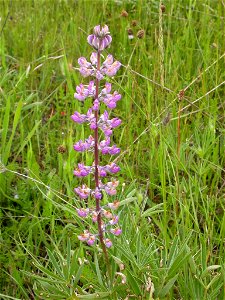 Image title: Threatened kincaids lupine flower (Lupinus sulphureus ssp. kincaidii) Image from Public domain images website, http://www.public-domain-image.com/full-image/flora-plants-public-domain-ima photo