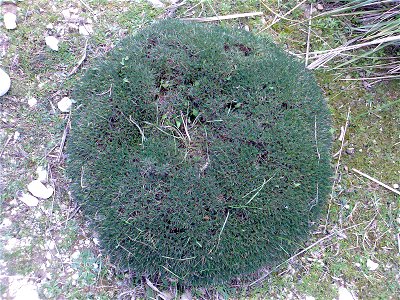 This is an Astragalus balearicus at Pla de Cúber