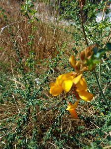 Genista berberidea, conhecida em Portugal pelo nome arranha-lobos photo