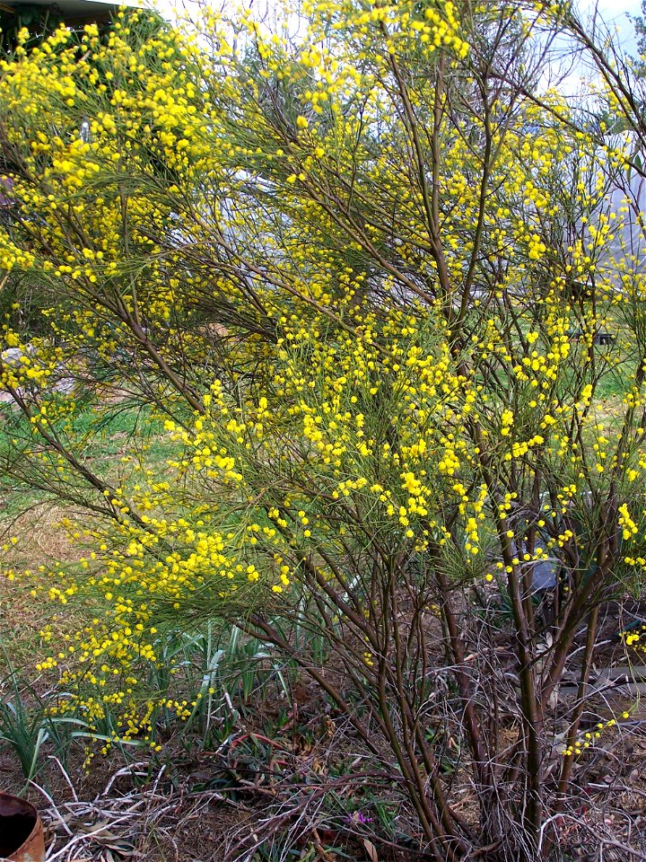 Acacia extensa also known as Wiry Wattle, in full bloom with small yellow flowers