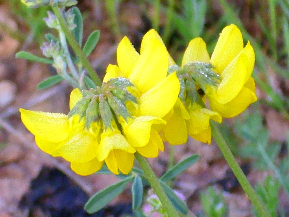 Coronilla minima inflorescence close up Campo de Calatrava, Spain