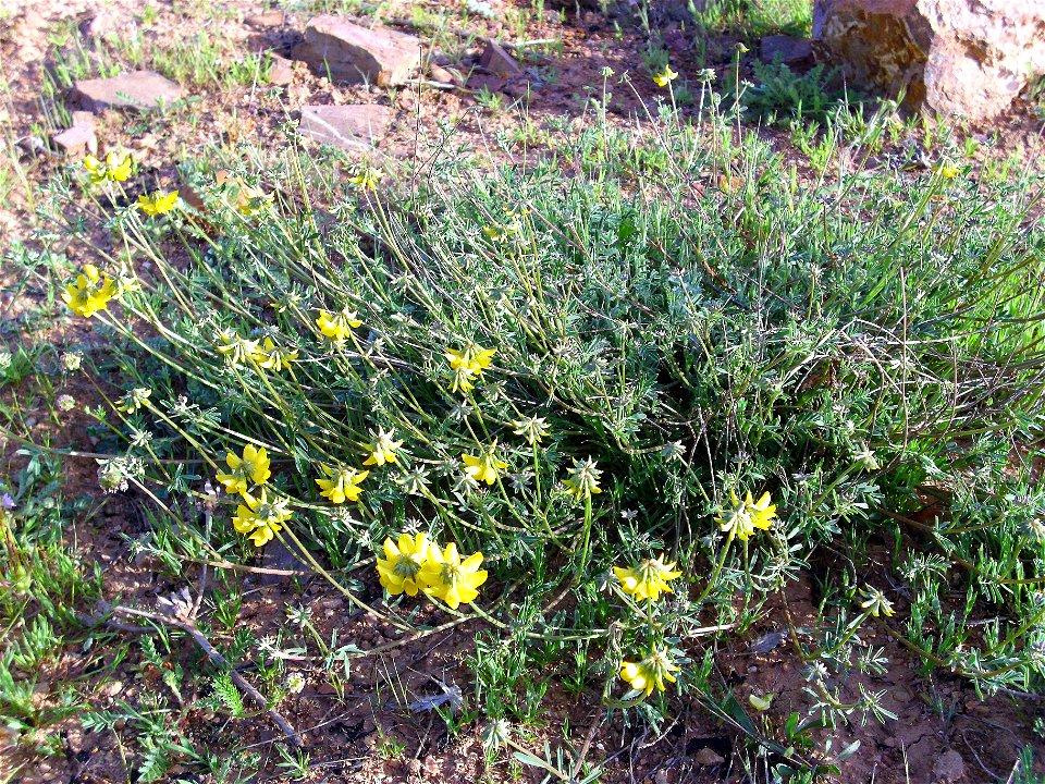 Coronilla minima habit Campo de Calatrava, Spain
