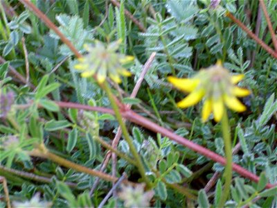Coronilla minima leaves, Campo de Calatrava, Spain