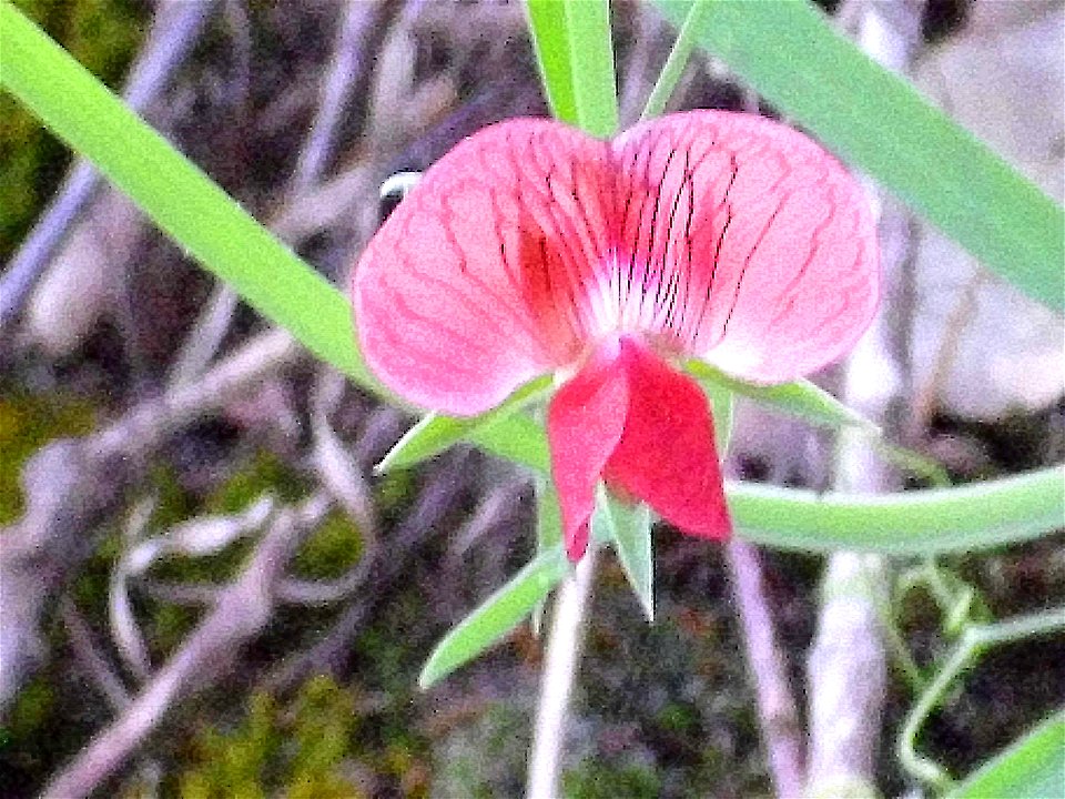 Lathyrus angulatus closeup, Sierra Madrona, Spain