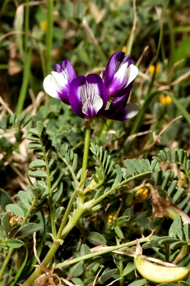 Smallflowered Milkvetch (Astragalus nuttallianus) near Childress, Texas