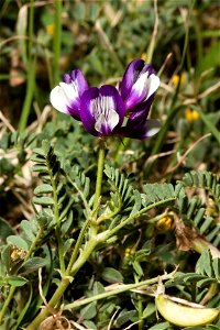Smallflowered Milkvetch (Astragalus nuttallianus) near Childress, Texas