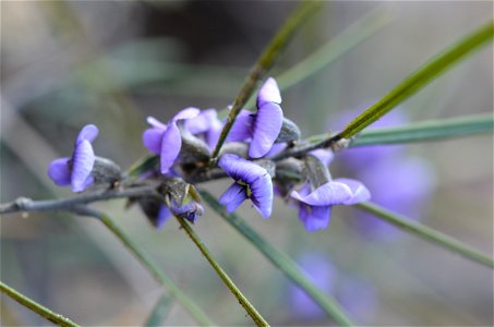 Hovea linearis, Waratah Track.  Kuringai Chase NP ID thanks to Tony Rodd, Kuringai