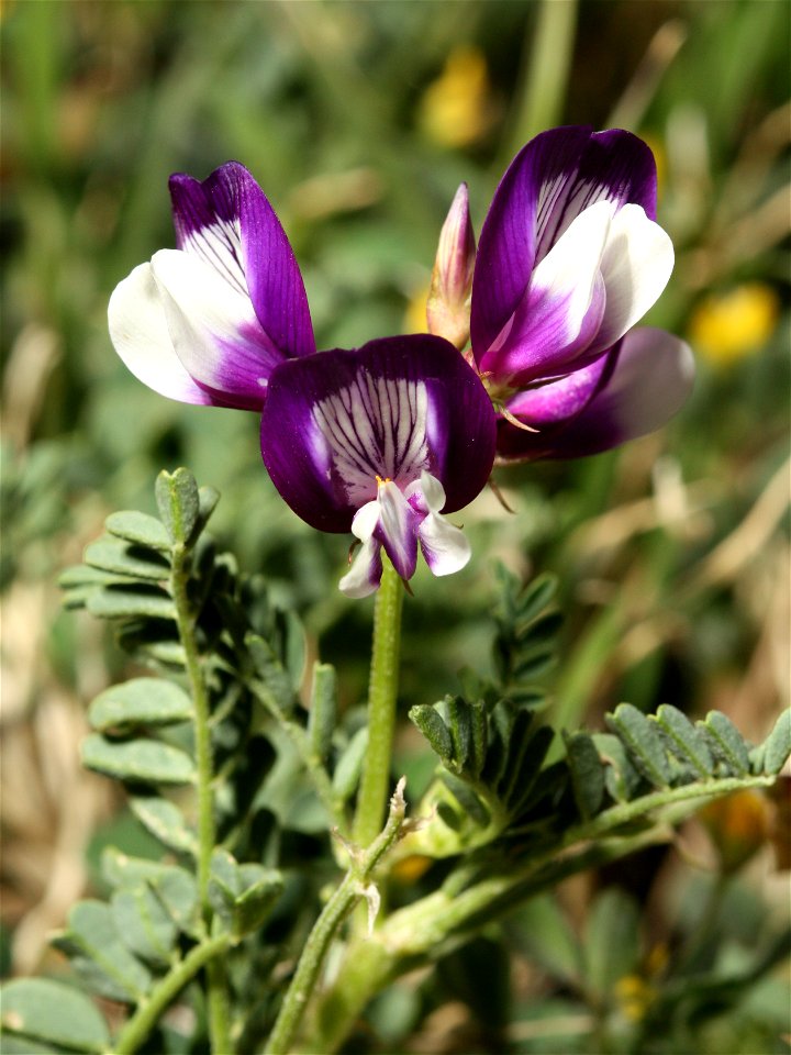Smallflowered Milkvetch (Astragalus nuttallianus) near Childress, Texas