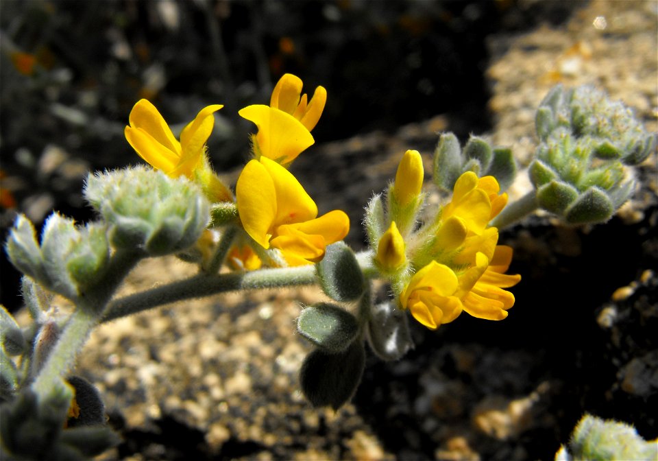 Acmispon argophyllus var. argophyllus — Silver bird's-foot trefoil.
At the San Diego Zoo Safari Park (Wild Animal Park), Escondido, California, USA.
Identified by sign.