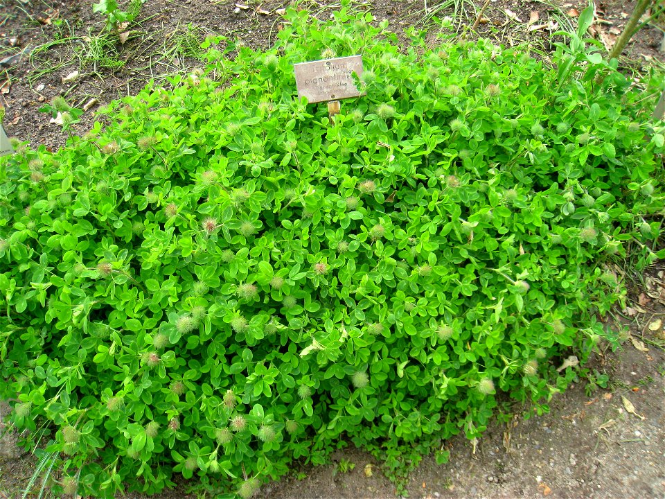 Trifolium pignantii specimen, in the Botanischer Garten, Berlin-Dahlem (Berlin Botanical Garden), Berlin, Germany.
