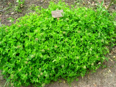 Trifolium pignantii specimen, in the Botanischer Garten, Berlin-Dahlem (Berlin Botanical Garden), Berlin, Germany.