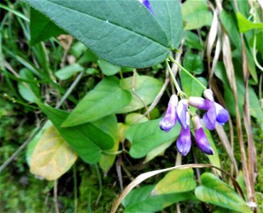 Vicia unijuga, in hills south of Tōkei-ji along trail. Kamakura, Kanagawa Prefecture, Japan.