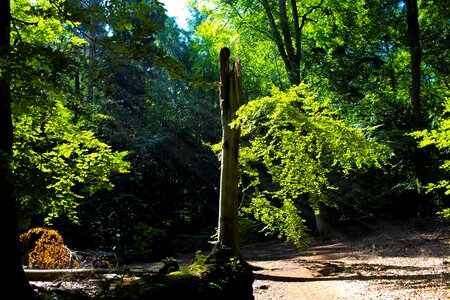 Leaves summer sunbeam