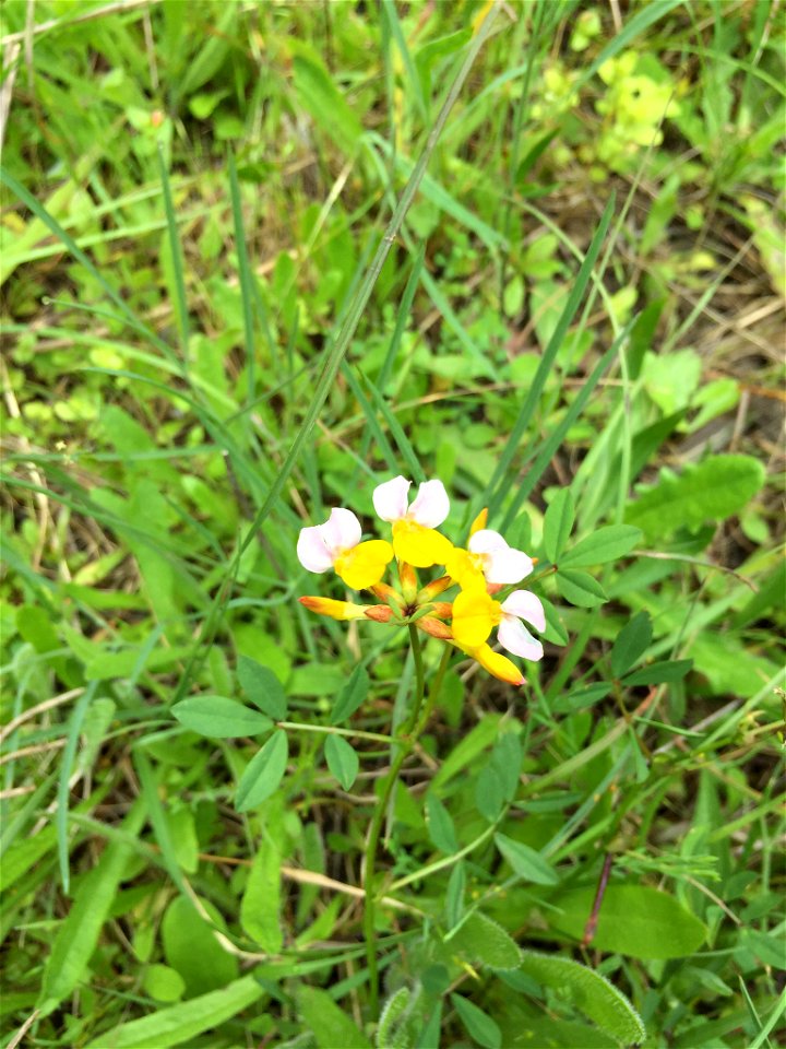 Witch's-teeth - Hosackia gracilis (3617875)