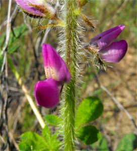 Stinging lupine, Lupinus hirsutissimus. Taken at Stelzer County Park in Lakeside, California, USA. This area was burned in the Cedar Fire five years ago (2003).