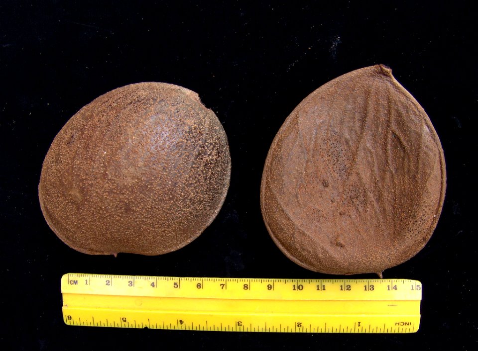 Gousses de Prioria copaifera (Fabaceae)