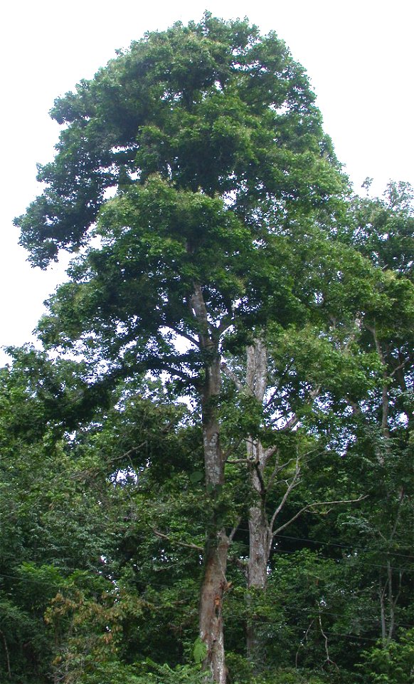 Prioria copaifera (Fabaceae), port général de l'arbre adulte.
