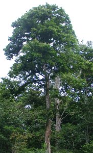 Prioria copaifera (Fabaceae), port général de l'arbre adulte.