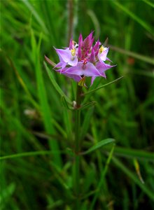 Polygala cruciata, May Prairie, a wet prairie in Coffee County, Tennessee