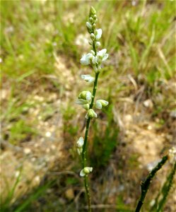 Polygala alba, dry rocky prairie on south side of Fort Worth. In a small park east of Sycamore Creek, and north of Circle Drive. Tarrant County, Texas.