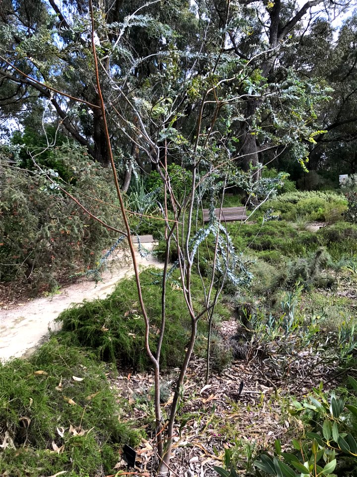 Acacia merrickiae at Kings Park