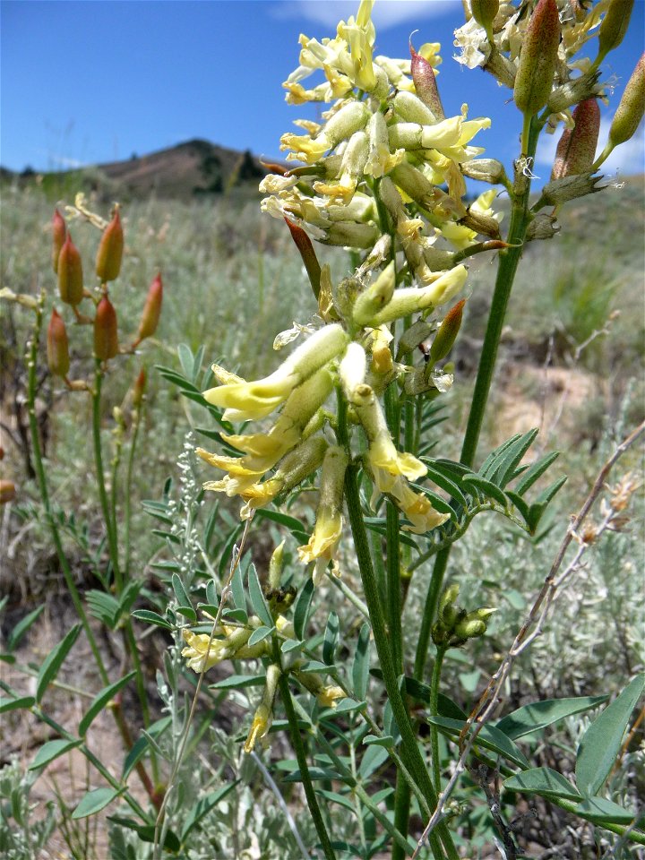 Astragalus scaphoides