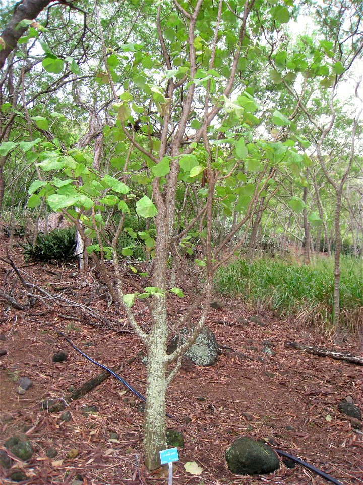 Erythrina burtii in the Koko Crater Botanical Garden, Honolulu, Hawaii, USA.