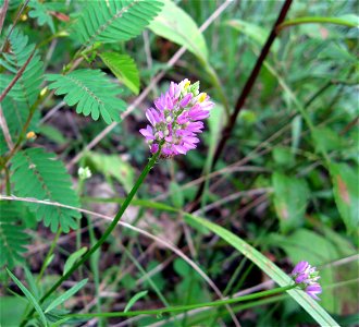 Polygala curtissii, sandy banks of the Caney Fork, Cumberland County, Tennessee.