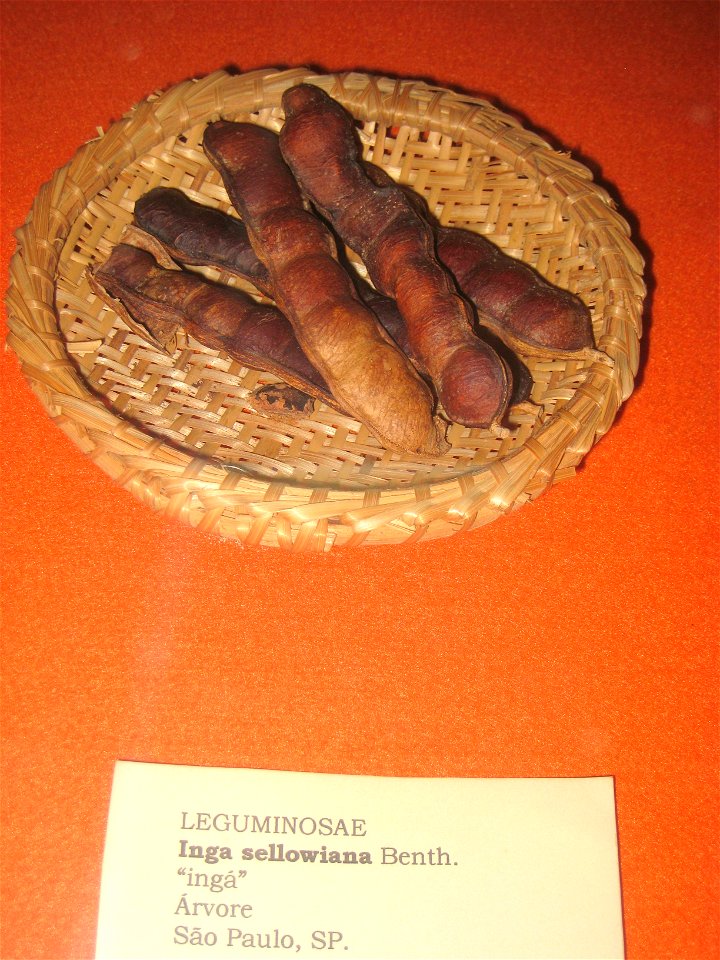 Inga sellowiana specimen in the Museu Botânico Dr. João Barbosa Rodrigues, Jardim Botânico de São Paulo, São Paulo City, SP, Brazil.
