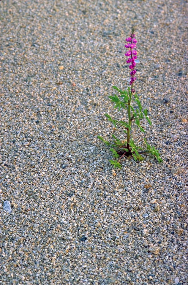 Image title: Arizona lupine
Image from Public domain images website, http://www.public-domain-image.com/full-image/flora-plants-public-domain-images-pictures/flowers-public-domain-images-pictures/lupi