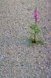 Image title: Arizona lupine Image from Public domain images website, http://www.public-domain-image.com/full-image/flora-plants-public-domain-images-pictures/flowers-public-domain-images-pictures/lupi photo