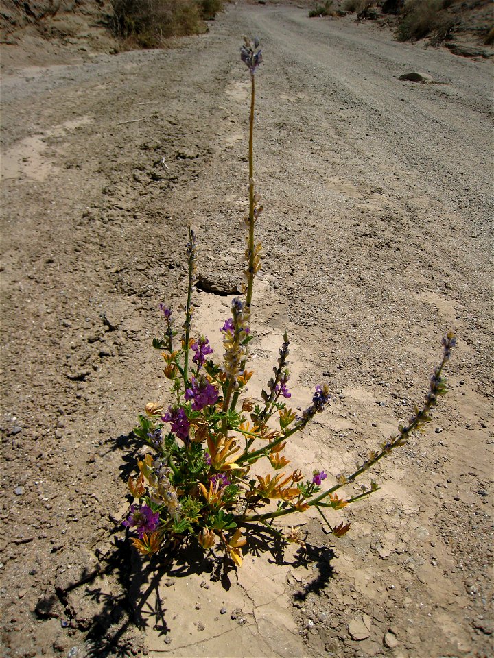 Arizona Lupine Lupinus arizonicus photographed on the trail to the Wind Caves at Anza-Borrego Desert State Park, CA, USA.