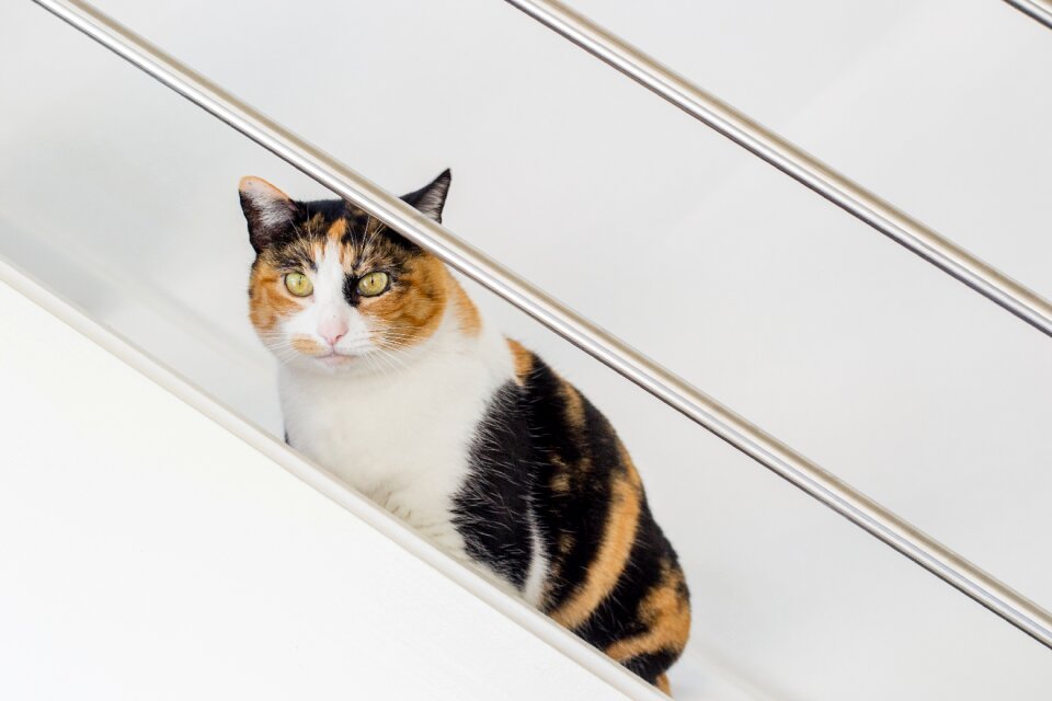 Animal domestic pet