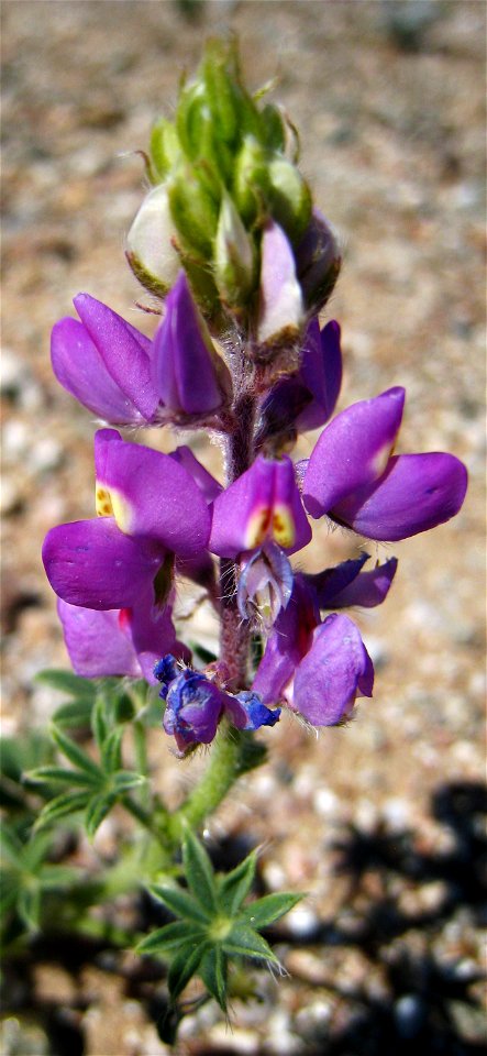 Arizona lupine Lupinus arizonicus photographed at Anza-Borrego Desert State Park, CA, USA.