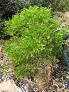 Acacia truncata at Kings Park WA
