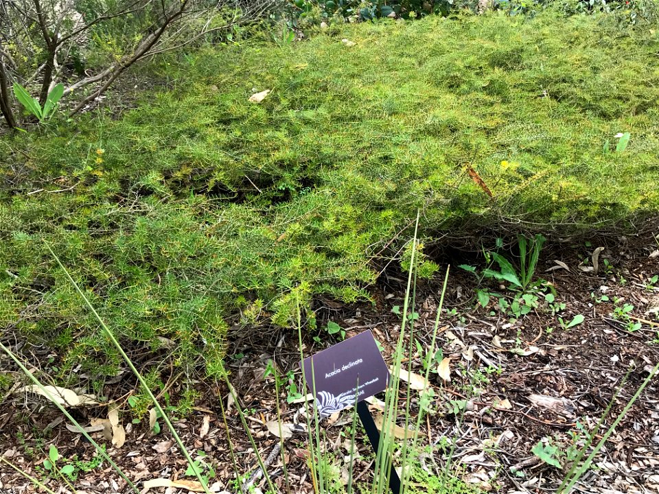 Acacia declinata at Kings Park WA