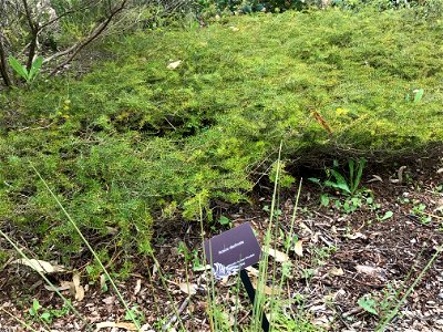 Acacia declinata at Kings Park WA